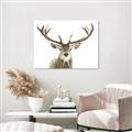 Picture of Deer Antler _GroupedProduct_Rectangle_Landscape_Photography _GroupedProduct_Rectangle_Landscape_Unframed_Print_Only_
