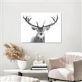 Picture of Deer Antler _GroupedProduct_Rectangle_Landscape_Photography _GroupedProduct_Rectangle_Landscape_Unframed_Print_Only_