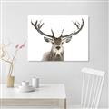 Picture of Deer Antler _GroupedProduct_Rectangle_Landscape_Photography _GroupedProduct_Rectangle_Landscape_Unframed_Print_Only_