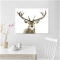 Picture of Deer Antler _GroupedProduct_Rectangle_Landscape_Photography _GroupedProduct_Rectangle_Landscape_Unframed_Print_Only_