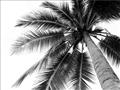 Picture of Black Palm  _GroupedProduct_Rectangle_Landscape_Photography _GroupedProduct_Rectangle_Landscape_Unframed_Print_Only_