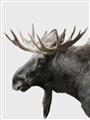 Picture of Moose _GroupedProduct_Rectangle_Portrait_Photography _GroupedProduct_Rectangle_Portrait_Unframed_Print_Only_