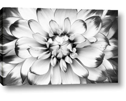 Picture of Black and White Flower