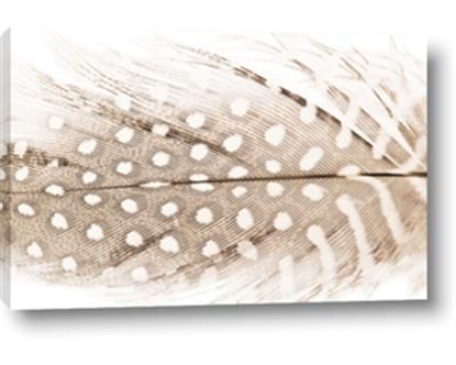 Picture of Spotted Feather