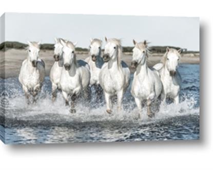Picture of White Horses