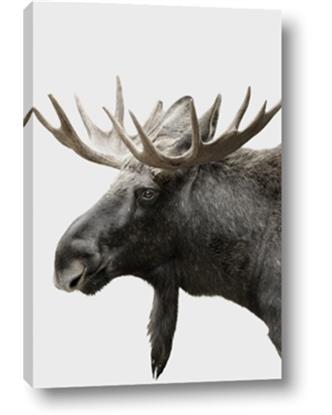 Picture of Moose