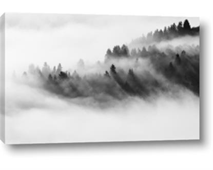 Picture of Mystic foggy forest