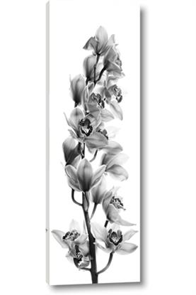 Picture of Orchid Flowers II
