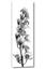 Picture of Orchid Flowers II