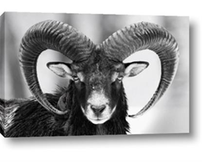 Picture of The Ram