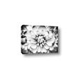 Picture of Black and White Flower _GroupedProduct_Rectangle_Landscape_Photography _GroupedProduct_Rectangle_Landscape_Canvas_