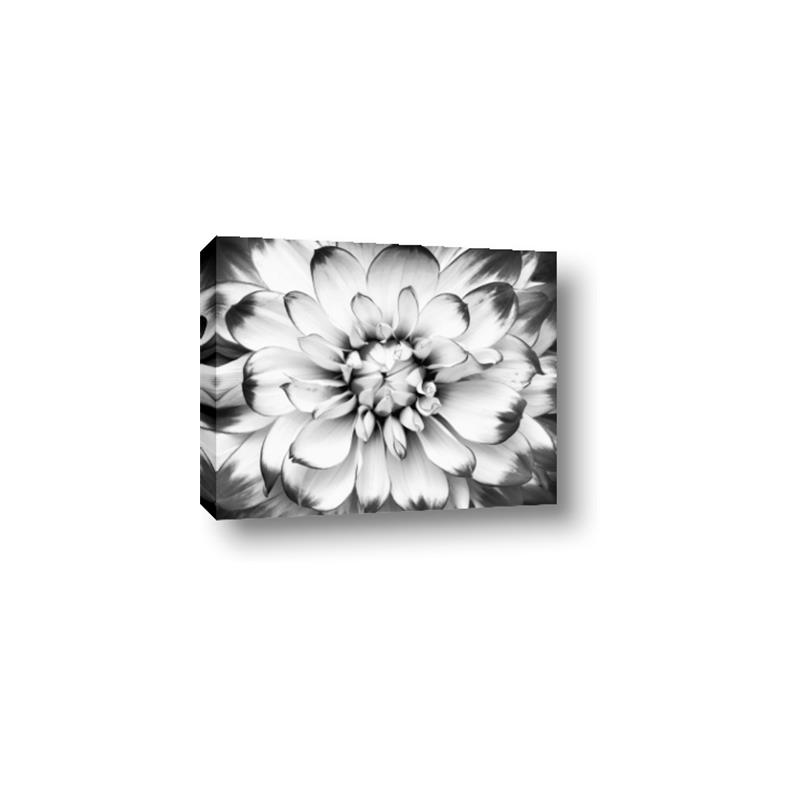 Picture of Black and White Flower _GroupedProduct_Rectangle_Landscape_Photography _GroupedProduct_Rectangle_Landscape_Canvas_