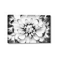 Picture of Black and White Flower _GroupedProduct_Rectangle_Landscape_Photography _GroupedProduct_Rectangle_Landscape_Canvas_