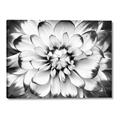 Picture of Black and White Flower _GroupedProduct_Rectangle_Landscape_Photography _GroupedProduct_Rectangle_Landscape_Canvas_