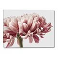 Picture of Flower isolated _GroupedProduct_Rectangle_Landscape_Photography _GroupedProduct_Rectangle_Landscape_Canvas_