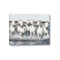 Picture of White Horses _GroupedProduct_Rectangle_Landscape_Photography _GroupedProduct_Rectangle_Landscape_Canvas_