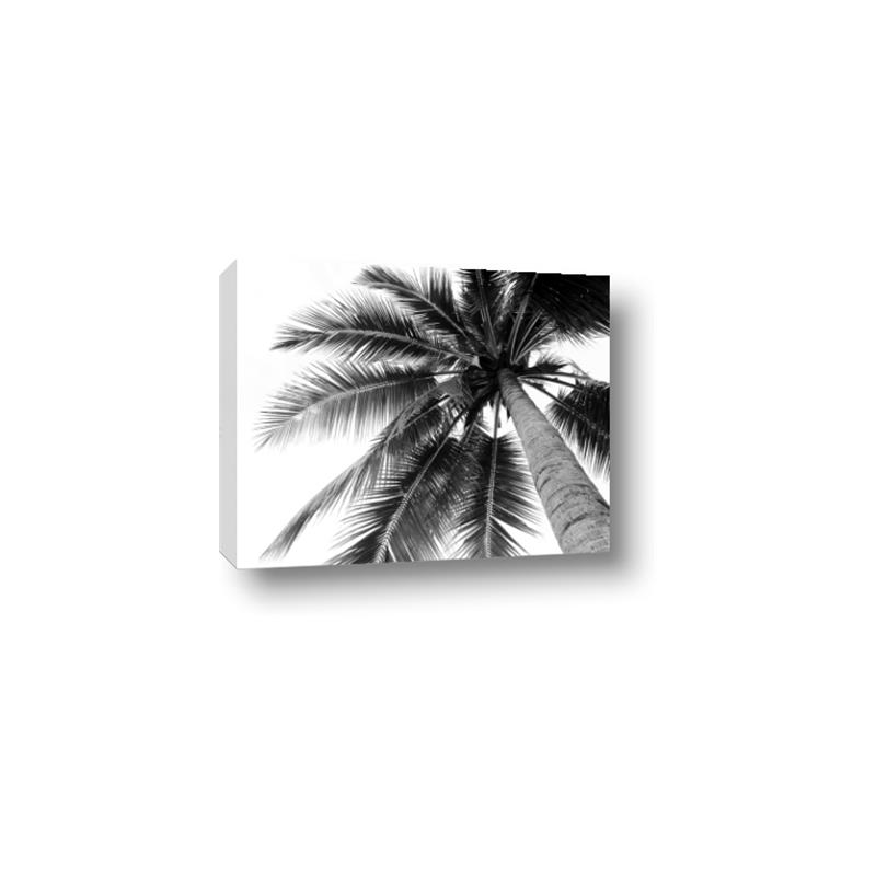 Picture of Black Palm  _GroupedProduct_Rectangle_Landscape_Photography _GroupedProduct_Rectangle_Landscape_Canvas_