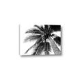 Picture of Black Palm  _GroupedProduct_Rectangle_Landscape_Photography _GroupedProduct_Rectangle_Landscape_Canvas_