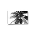 Picture of Black Palm  _GroupedProduct_Rectangle_Landscape_Photography _GroupedProduct_Rectangle_Landscape_Canvas_
