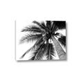 Picture of Black Palm  _GroupedProduct_Rectangle_Landscape_Photography _GroupedProduct_Rectangle_Landscape_Canvas_