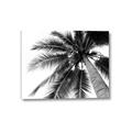 Picture of Black Palm  _GroupedProduct_Rectangle_Landscape_Photography _GroupedProduct_Rectangle_Landscape_Canvas_