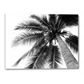 Picture of Black Palm  _GroupedProduct_Rectangle_Landscape_Photography _GroupedProduct_Rectangle_Landscape_Canvas_