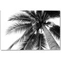 Picture of Black Palm  _GroupedProduct_Rectangle_Landscape_Photography _GroupedProduct_Rectangle_Landscape_Canvas_