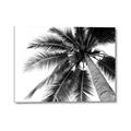 Picture of Black Palm  _GroupedProduct_Rectangle_Landscape_Photography _GroupedProduct_Rectangle_Landscape_Canvas_