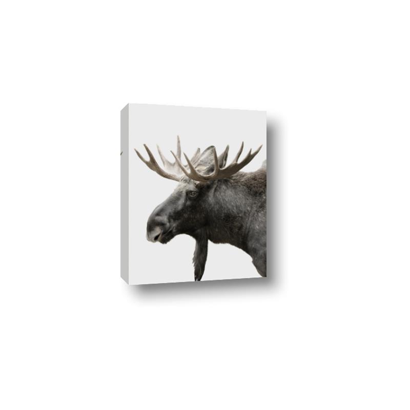 Picture of Moose _GroupedProduct_Rectangle_Portrait_Photography _GroupedProduct_Rectangle_Portrait_Canvas_