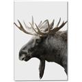 Picture of Moose _GroupedProduct_Rectangle_Portrait_Photography _GroupedProduct_Rectangle_Portrait_Canvas_