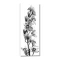 Picture of Orchid Flowers II  _GroupedProduct_Panel_Portrait_Photography _GroupedProduct_Panel_Portrait_Canvas_