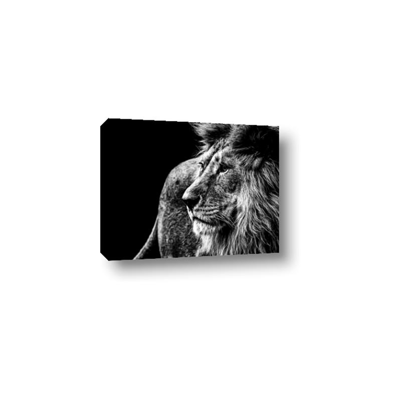 Picture of The Big Cat _GroupedProduct_Rectangle_Landscape_Photography _GroupedProduct_Rectangle_Landscape_Canvas_