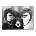 Picture of The Ram _GroupedProduct_Rectangle_Landscape_Photography _GroupedProduct_Rectangle_Landscape_Canvas_