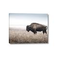 Picture of Bison Field _GroupedProduct_Rectangle_Landscape_Photography _GroupedProduct_Rectangle_Landscape_Canvas_