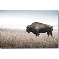 Picture of Bison Field _GroupedProduct_Rectangle_Landscape_Photography _GroupedProduct_Rectangle_Landscape_Canvas_