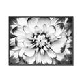 Picture of Black and White Flower _GroupedProduct_Rectangle_Landscape_Photography _GroupedProduct_Rectangle_Landscape_Canvas_Framed_