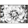 Picture of Black and White Flower _GroupedProduct_Rectangle_Landscape_Photography _GroupedProduct_Rectangle_Landscape_Canvas_Framed_