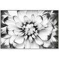 Picture of Black and White Flower _GroupedProduct_Rectangle_Landscape_Photography _GroupedProduct_Rectangle_Landscape_Canvas_Framed_
