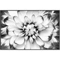Picture of Black and White Flower _GroupedProduct_Rectangle_Landscape_Photography _GroupedProduct_Rectangle_Landscape_Canvas_Framed_