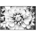 Picture of Black and White Flower _GroupedProduct_Rectangle_Landscape_Photography _GroupedProduct_Rectangle_Landscape_Canvas_Framed_