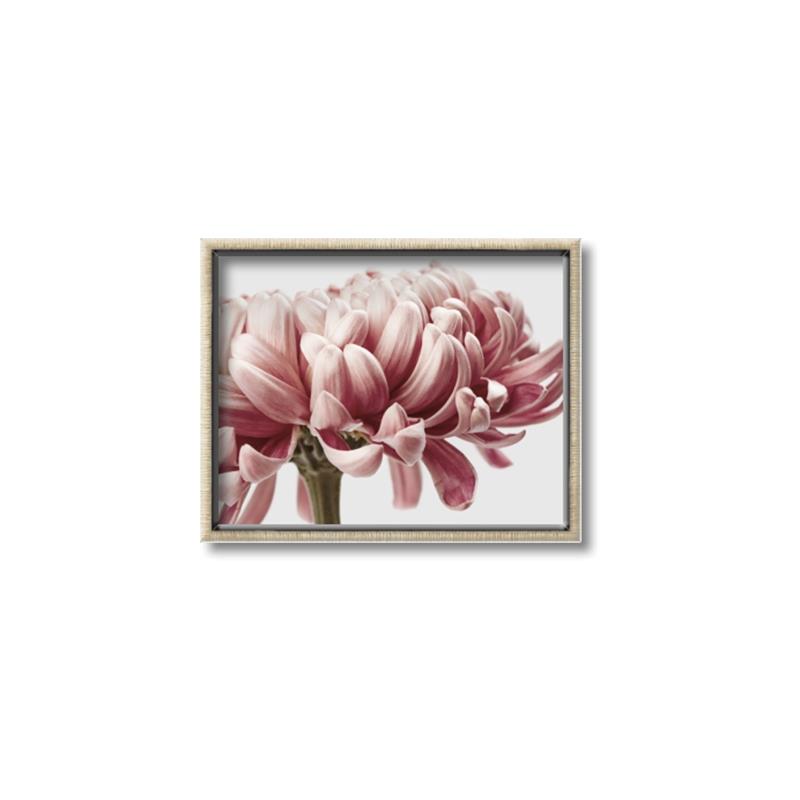 Picture of Flower isolated _GroupedProduct_Rectangle_Landscape_Photography _GroupedProduct_Rectangle_Landscape_Canvas_Framed_