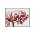 Picture of Flower isolated _GroupedProduct_Rectangle_Landscape_Photography _GroupedProduct_Rectangle_Landscape_Canvas_Framed_