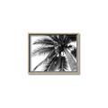 Picture of Black Palm  _GroupedProduct_Rectangle_Landscape_Photography _GroupedProduct_Rectangle_Landscape_Canvas_Framed_