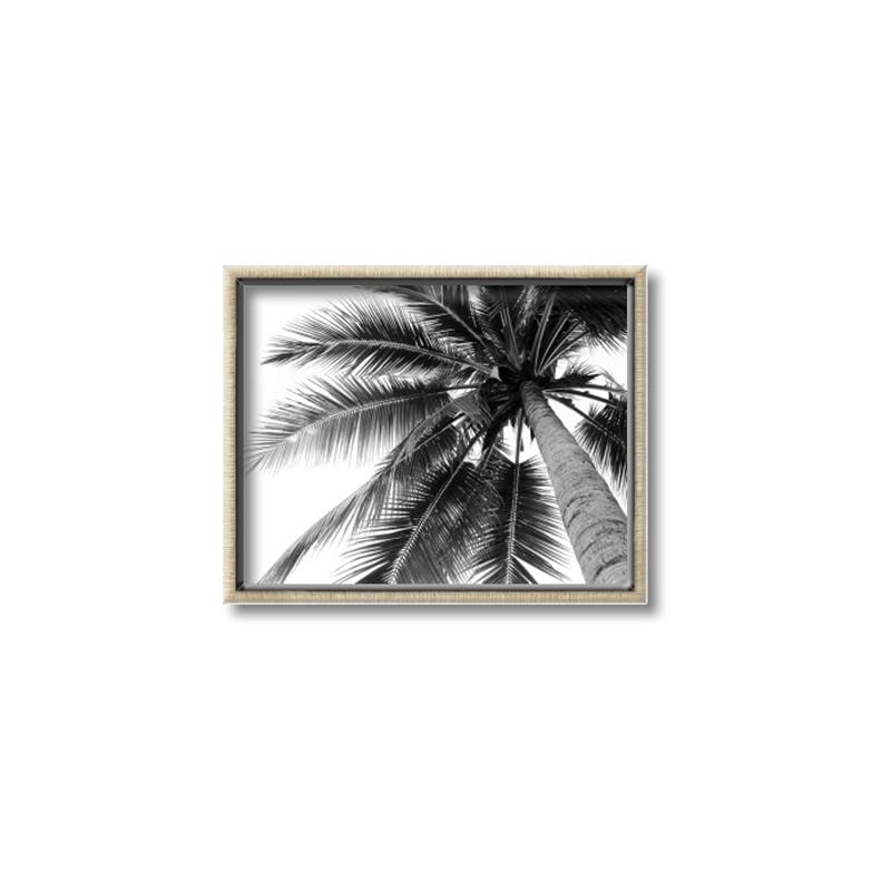 Picture of Black Palm  _GroupedProduct_Rectangle_Landscape_Photography _GroupedProduct_Rectangle_Landscape_Canvas_Framed_