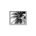 Picture of Black Palm  _GroupedProduct_Rectangle_Landscape_Photography _GroupedProduct_Rectangle_Landscape_Canvas_Framed_