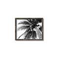Picture of Black Palm  _GroupedProduct_Rectangle_Landscape_Photography _GroupedProduct_Rectangle_Landscape_Canvas_Framed_