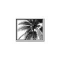 Picture of Black Palm  _GroupedProduct_Rectangle_Landscape_Photography _GroupedProduct_Rectangle_Landscape_Canvas_Framed_