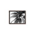 Picture of Black Palm  _GroupedProduct_Rectangle_Landscape_Photography _GroupedProduct_Rectangle_Landscape_Canvas_Framed_