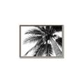 Picture of Black Palm  _GroupedProduct_Rectangle_Landscape_Photography _GroupedProduct_Rectangle_Landscape_Canvas_Framed_