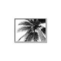 Picture of Black Palm  _GroupedProduct_Rectangle_Landscape_Photography _GroupedProduct_Rectangle_Landscape_Canvas_Framed_